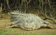 Daintree River Dawn Cruise - thumb 13