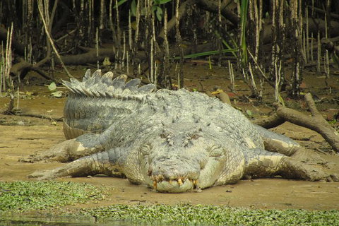 Daintree River Dawn Cruise - Accommodation Whitsundays 13