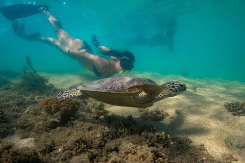 Half Day Low Isles Snorkelling Tour From Port Douglas - Accommodation Whitsundays 6