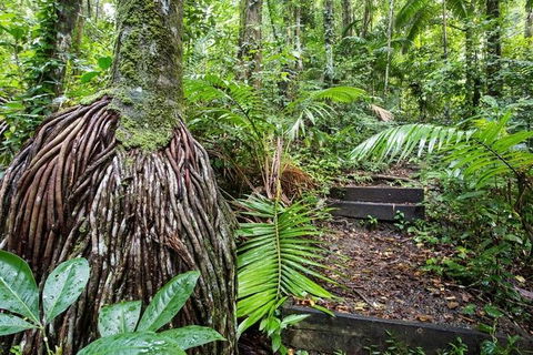 Whitsundays Tropical Rainforest, Waterfalls And Airlie Beach Eco Experience - Accommodation Whitsundays 7