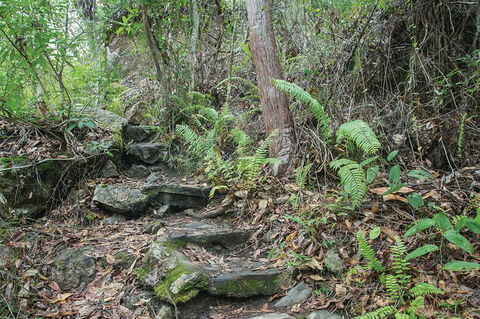 Whitsundays Tropical Rainforest, Waterfalls And Airlie Beach Eco Experience - Accommodation Whitsundays 16