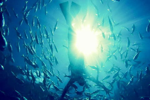 2-Day Whitsundays Sailing Adventure: SV Whitehaven - Accommodation Whitsundays 9