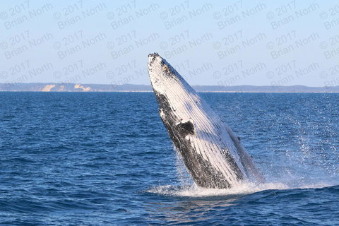 Hervey Bay Whale Watching Cruise - Accommodation Whitsundays 2
