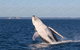 Hervey Bay Whale Watching Cruise - thumb 3