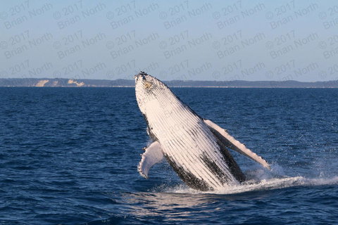 Hervey Bay Whale Watching Cruise - Accommodation Whitsundays 3