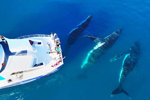 Hervey Bay Whale Watching Cruise - Accommodation Whitsundays 9