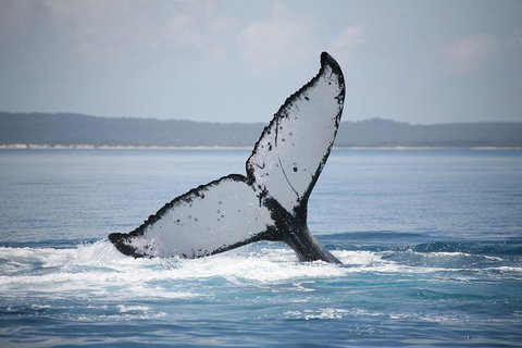 Hervey Bay Whale Watching Cruise - Accommodation Whitsundays 11