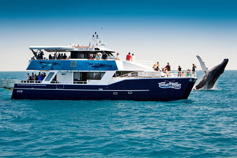 Hervey Bay Whale Watching Cruise - Accommodation Whitsundays 7