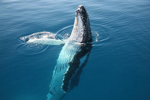 Hervey Bay Whale Watching Cruise - Accommodation Whitsundays 8