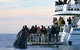 Hervey Bay Whale Watching Cruise - thumb 4