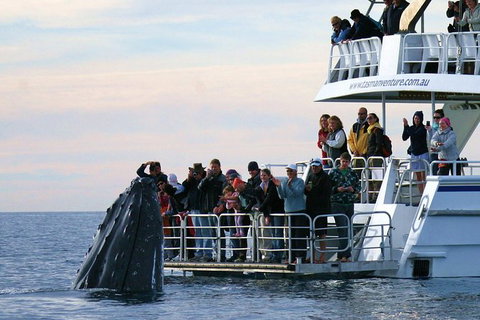 Hervey Bay Whale Watching Cruise - Accommodation Whitsundays 4