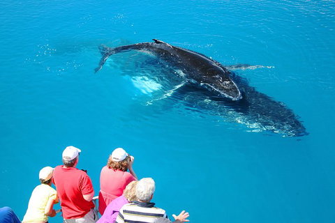 Hervey Bay Whale Watching Cruise - Accommodation Whitsundays 5