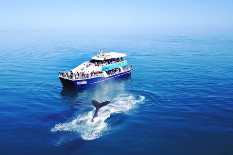 Hervey Bay Whale Watching Cruise - Accommodation Whitsundays 10