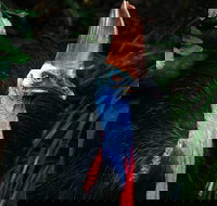 Wildlife Habitat Port Douglas - Accommodation Whitsundays