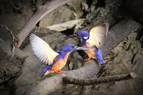 Daintree River Sunset Cruise - Accommodation Whitsundays 1