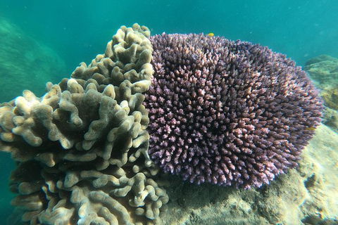 Whitehaven Beach Day Tour With Snorkel In Whitsundays Island - Accommodation Whitsundays 18