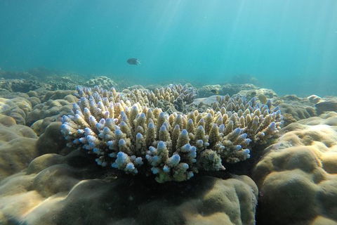 Whitehaven Beach Day Tour With Snorkel In Whitsundays Island - Accommodation Whitsundays 16