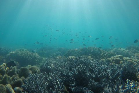 Whitehaven Beach Day Tour With Snorkel In Whitsundays Island - Accommodation Whitsundays 3