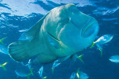 Whitehaven Beach And Hill Inlet Lookout Full-Day Snorkeling Cruise By High-Speed Catamaran - Accommodation Whitsundays 4