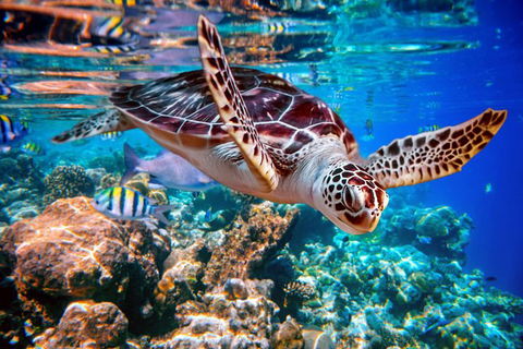 Whitehaven Beach And Hill Inlet Lookout Full-Day Snorkeling Cruise By High-Speed Catamaran - Accommodation Whitsundays 9