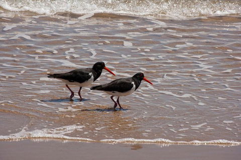 1770 Coastline Tour By LARC Amphibious Vehicle Including Picnic Lunch - Accommodation Whitsundays 10