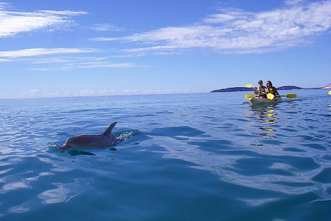 Half-Day Kayak With Dolphins And 4WD Beach Drive From Rainbow Beach - Accommodation Whitsundays 9