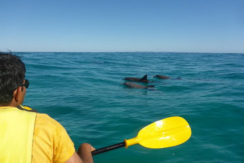 Half-Day Kayak With Dolphins And 4WD Beach Drive From Rainbow Beach - Accommodation Whitsundays 6