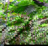 Cape Tribulation Daintree Rainforest and Wildlife Tour - Accommodation Whitsundays