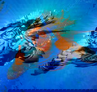 Calypso Outer Great Barrier Reef Cruise from Port Douglas - Accommodation Whitsundays