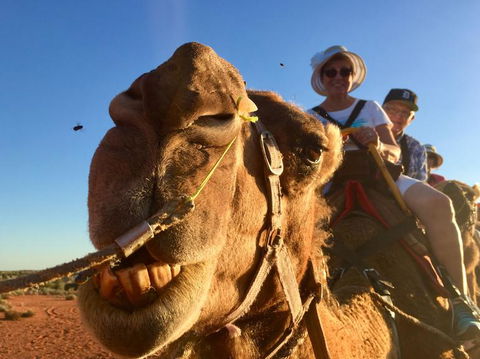 Uluru Small-Group Tour By Camel At Sunrise Or Sunset - Accommodation Whitsundays 7