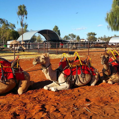 Uluru Small-Group Tour By Camel At Sunrise Or Sunset - Accommodation Whitsundays 15