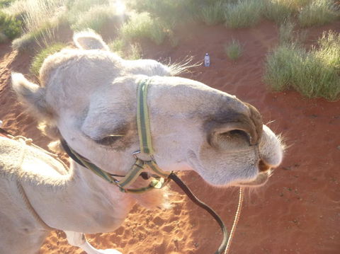 Uluru Small-Group Tour By Camel At Sunrise Or Sunset - Accommodation Whitsundays 10