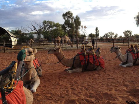 Uluru Small-Group Tour By Camel At Sunrise Or Sunset - Accommodation Whitsundays 24