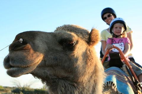Uluru Small-Group Tour By Camel At Sunrise Or Sunset - Accommodation Whitsundays 3
