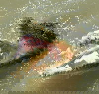 Darwin Jumping Crocodiles Cruise on Adelaide River - Accommodation Whitsundays