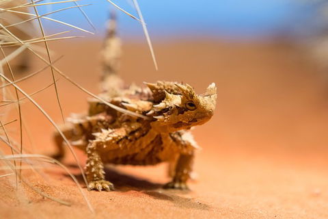 Alice Springs Desert Park General Entry Ticket - Accommodation Whitsundays 8