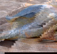 Turtle Tracks Tour to Bare Sand Island from Darwin - Accommodation Whitsundays