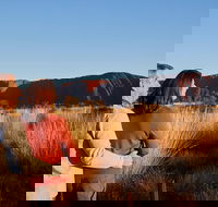 Uluru Sunrise and Kata Tjuta Half Day Trip - Accommodation Whitsundays