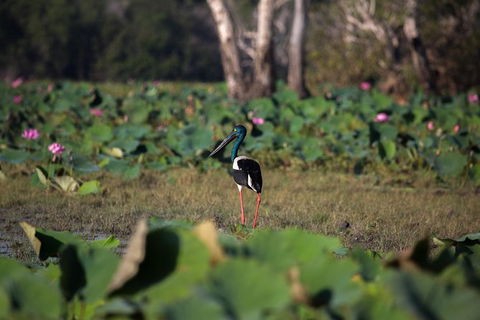 4:30pm Safari Cruise (1.5 Hours) - Accommodation Whitsundays 0