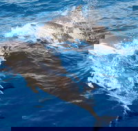 Port Stephens Day Tour From Sydney Including 4WD Sandboarding and Dolphins - Accommodation Whitsundays