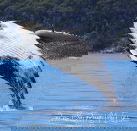 Whale Watching Jervis Bay - Accommodation Whitsundays