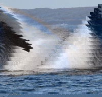 Jervis Bay Whale Watching Tour - Accommodation Whitsundays