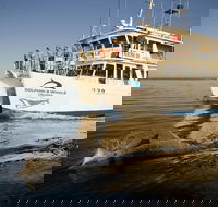 Jervis Bay Dolphin Watch Cruise - Accommodation Whitsundays