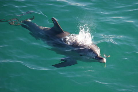 Jervis Bay Dolphin Watch Cruise - Accommodation Whitsundays 6