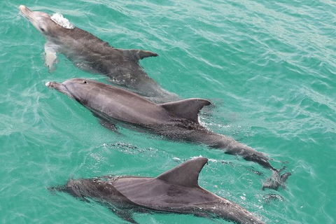 Jervis Bay Dolphin Watch Cruise - Accommodation Whitsundays 7