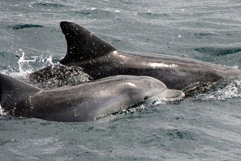 Jervis Bay Dolphin Watch Cruise - Accommodation Whitsundays 5