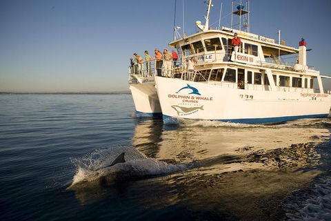 Jervis Bay Dolphin Watch Cruise - Accommodation Whitsundays 2