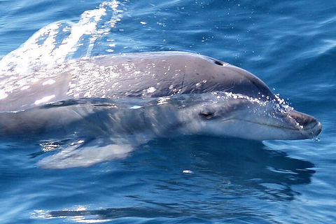 Jervis Bay Dolphin Watch Cruise - Accommodation Whitsundays 3