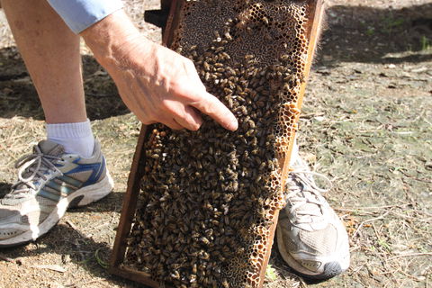 Bees On Keswick Island - Accommodation Whitsundays 0