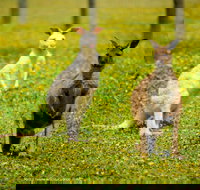 Bordertown Wildlife Park - Accommodation Whitsundays